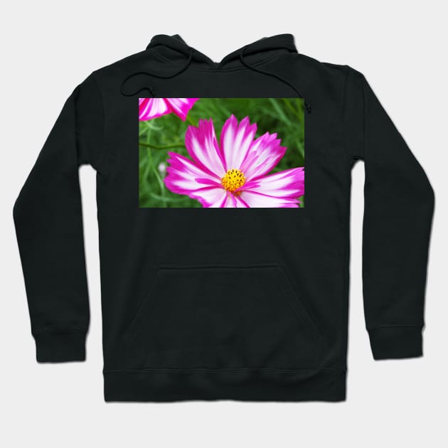 Pink and White Cosmo Hoodie by WaterGardens